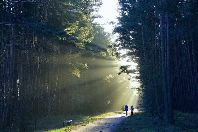 Free download path forest trees sunlight road free picture to be edited with GIMP free online image editor