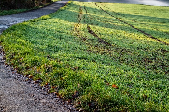 Free download path meadow fall morning nature free picture to be edited with GIMP free online image editor