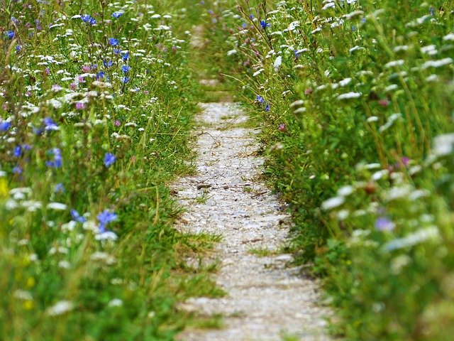 Free download path stones meadow wildflowers free picture to be edited with GIMP free online image editor