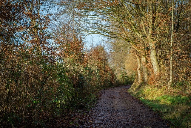 Free download path trees nature to stroll fall free picture to be edited with GIMP free online image editor