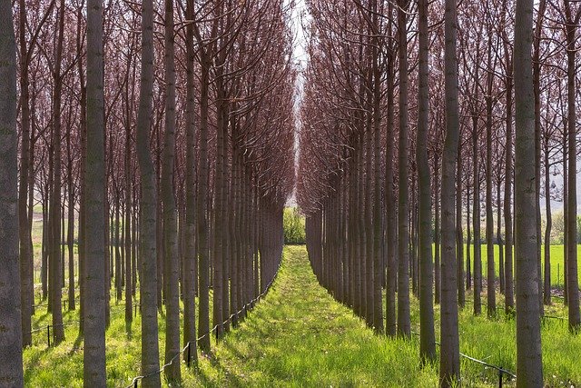 Free download Paulownia Symetry Tree -  free photo or picture to be edited with GIMP online image editor