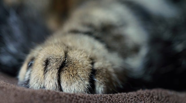 Free download paw cat hair close up lying cute free picture to be edited with GIMP free online image editor