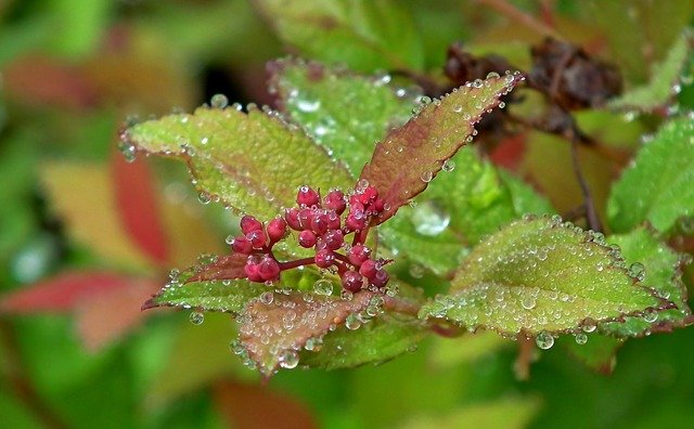 Free download Pęcherznica Plant Bush The -  free photo or picture to be edited with GIMP online image editor