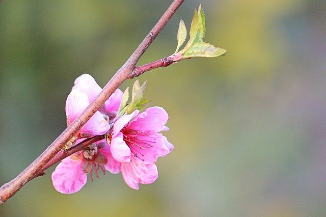 Free download Peach Blossom Branch -  free photo or picture to be edited with GIMP online image editor