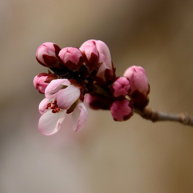 Free download peach blossom buds branch tree free picture to be edited with GIMP free online image editor