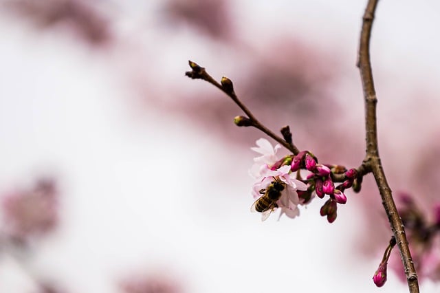 Free download peach blossom cherry spring holiday free picture to be edited with GIMP free online image editor