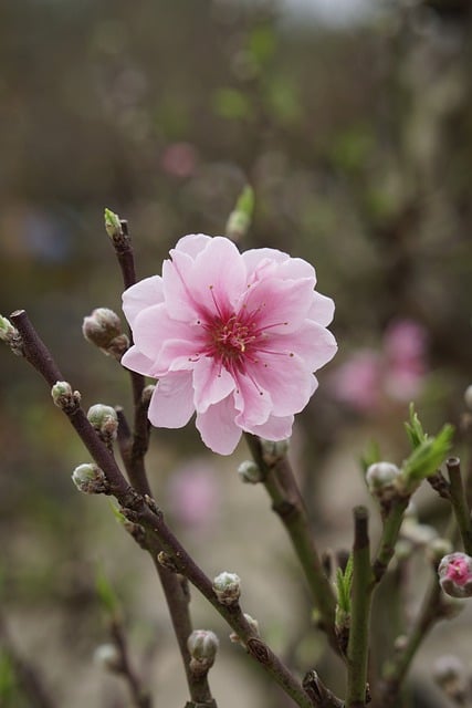 Free download peach blossom flower botany bloom free picture to be edited with GIMP free online image editor