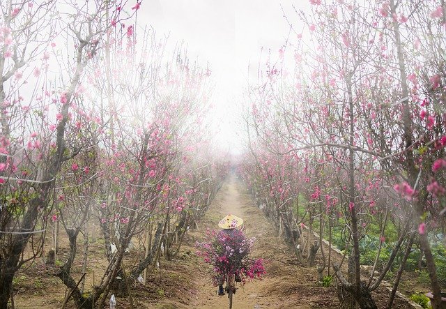 Free download Peach Blossom Flower Fog -  free photo or picture to be edited with GIMP online image editor