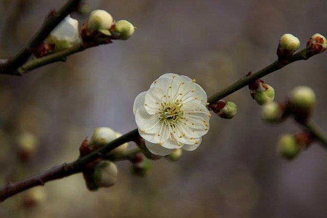 Free download peach blossom flowers tree buds free picture to be edited with GIMP free online image editor