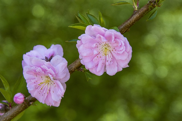 Free download peach blossom peach flower free picture to be edited with GIMP free online image editor