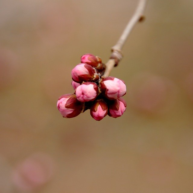 Free download peach blossoms buds tree branch free picture to be edited with GIMP free online image editor