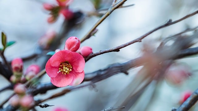 Free download peach blossoms pink flowers flowers free picture to be edited with GIMP free online image editor