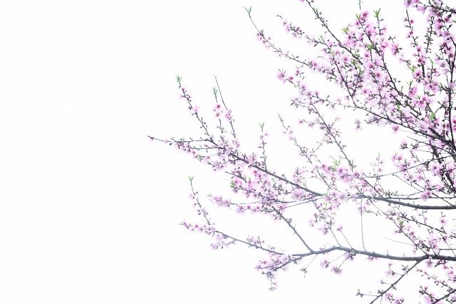 Free download Peach Blossom Spring -  free photo or picture to be edited with GIMP online image editor