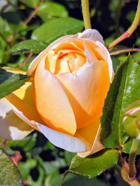 Free download Peach Colored Rose -  free photo or picture to be edited with GIMP online image editor