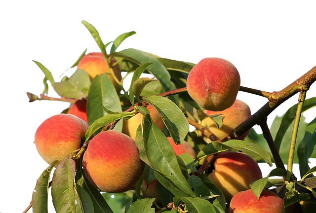 Free download Peaches Isolated Fruit -  free photo or picture to be edited with GIMP online image editor