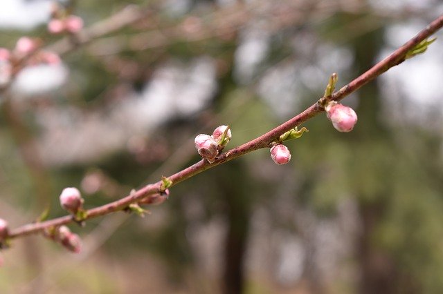 Free download Peach Flowers Wood Flower -  free photo or picture to be edited with GIMP online image editor