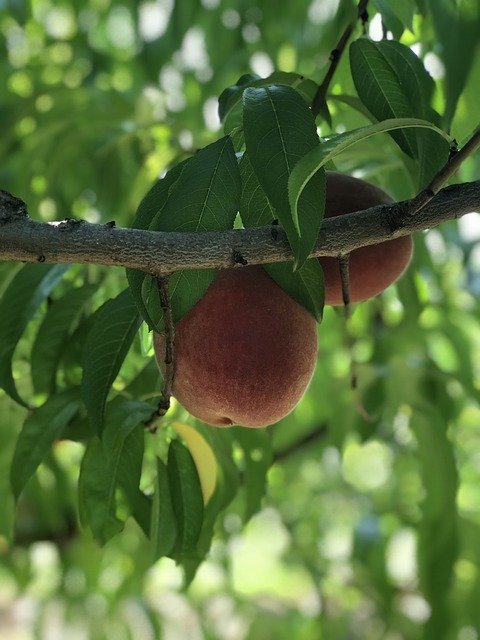 Free download Peach Tree Fruit -  free photo or picture to be edited with GIMP online image editor