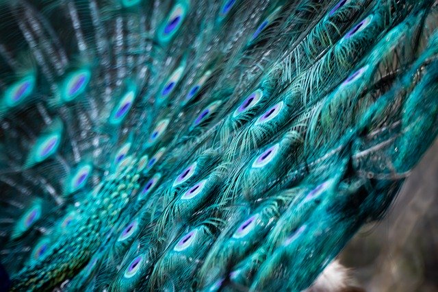 Free download Peacock Animals Feather -  free photo or picture to be edited with GIMP online image editor