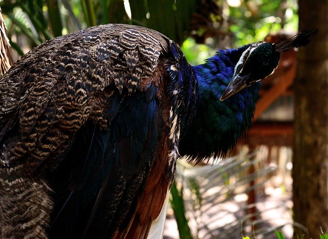 Free download Peacock Bird Animal -  free photo or picture to be edited with GIMP online image editor