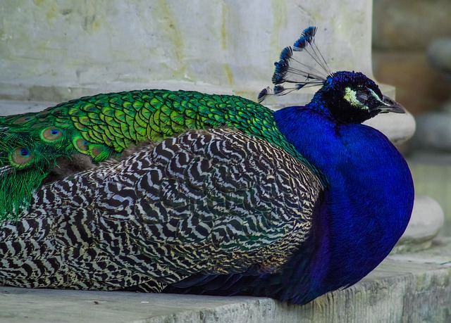 Free download peacock bird blue colorful tom free picture to be edited with GIMP free online image editor