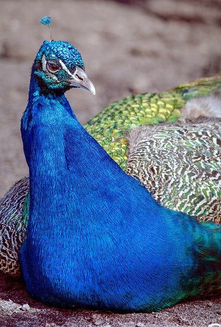 Free download Peacock Bird Color -  free photo or picture to be edited with GIMP online image editor