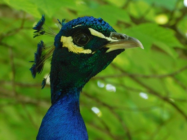 Free download Peacock Birds Zoo -  free photo or picture to be edited with GIMP online image editor