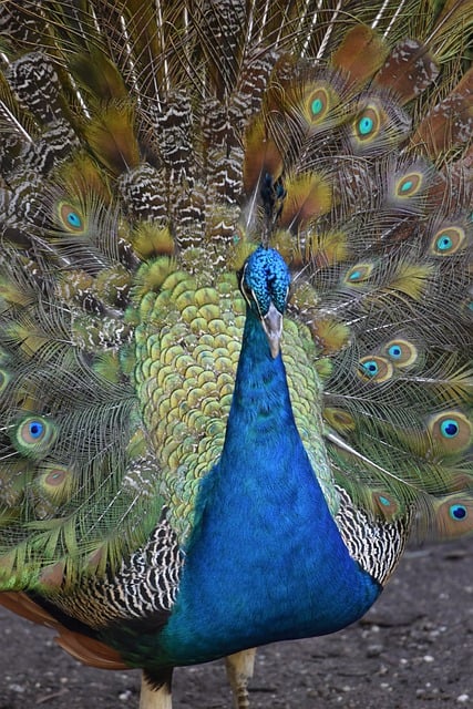 Free download peacock bird zoo animal nature free picture to be edited with GIMP free online image editor