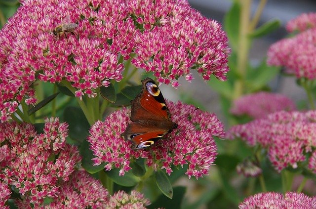 Free download Peacock Butterfly -  free photo or picture to be edited with GIMP online image editor