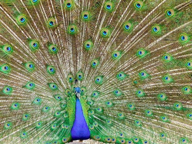 Free download Peacock Color Bird -  free photo or picture to be edited with GIMP online image editor