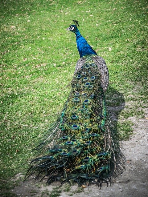 Libreng download Peacock Colored Feather - libreng larawan o larawan na ie-edit gamit ang GIMP online na editor ng imahe