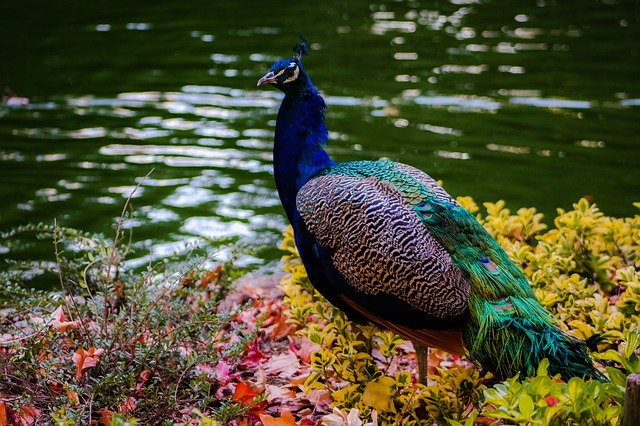 Free download Peacock Colorful Bird -  free photo or picture to be edited with GIMP online image editor