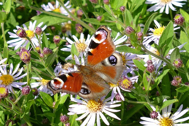 Free download peacock eye butterfly aglais io free picture to be edited with GIMP free online image editor