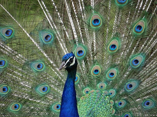 Free download Peacock Eyes Colorful -  free photo or picture to be edited with GIMP online image editor