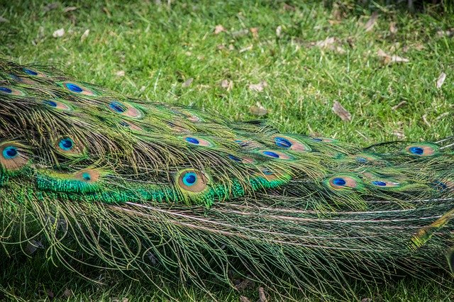 Free download Peacock Feather Bird -  free photo or picture to be edited with GIMP online image editor