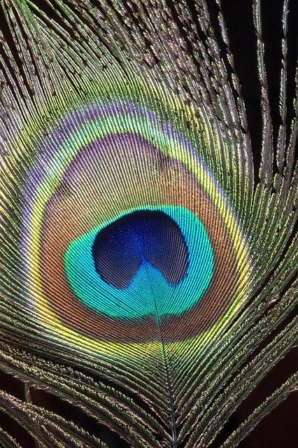 Free download Peacock Feather Close-Up -  free photo or picture to be edited with GIMP online image editor