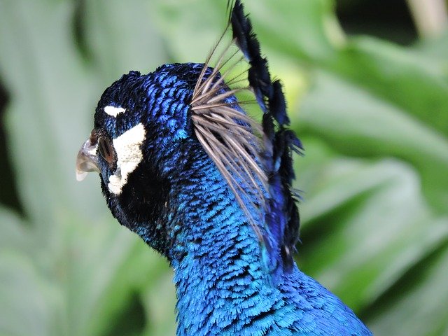 Free download Peacock Feathers Eye -  free photo or picture to be edited with GIMP online image editor