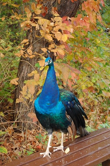 Free download Peacock Nature Wildlife -  free photo or picture to be edited with GIMP online image editor