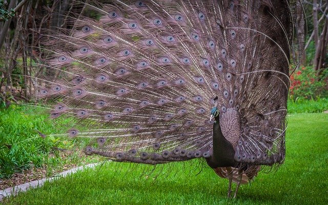 Free download Peacock Peafowl Plumage -  free photo or picture to be edited with GIMP online image editor