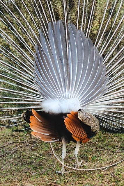 Unduh gratis Peacock Rear View Wheel - foto atau gambar gratis untuk diedit dengan editor gambar online GIMP