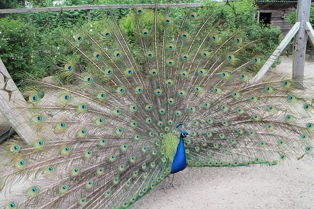 Free download Peacock Wheel Bird -  free photo or picture to be edited with GIMP online image editor