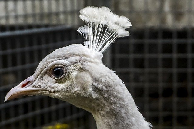 Free download Peacock White Animal -  free photo or picture to be edited with GIMP online image editor