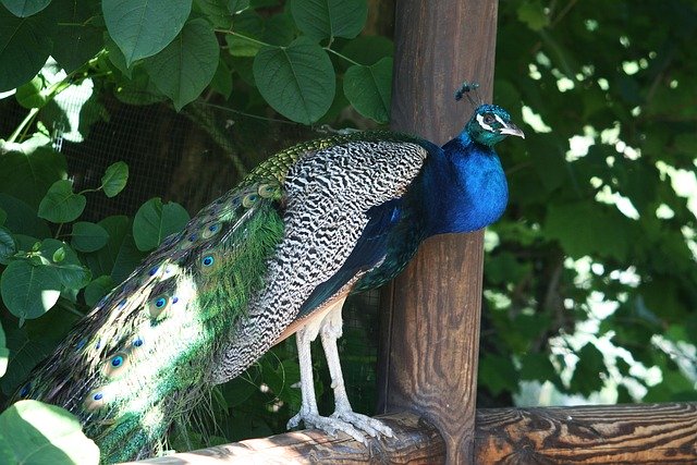 Free download Peacock Winged Wing -  free photo or picture to be edited with GIMP online image editor