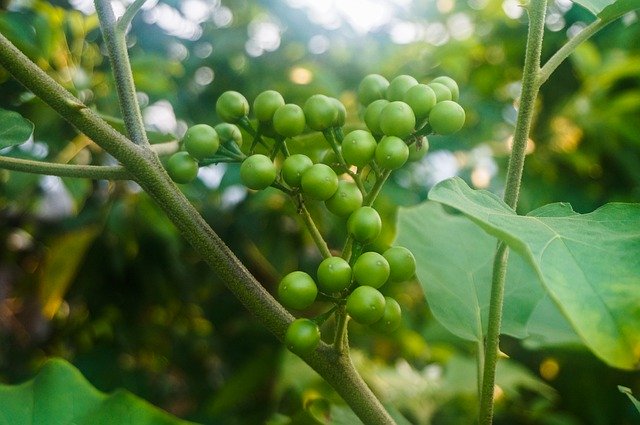 Free download Pea Eggplant Solanum Torvum Plant -  free photo or picture to be edited with GIMP online image editor