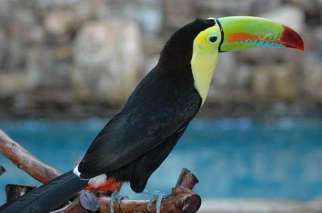 Free download Peak Toucan Ave -  free photo or picture to be edited with GIMP online image editor