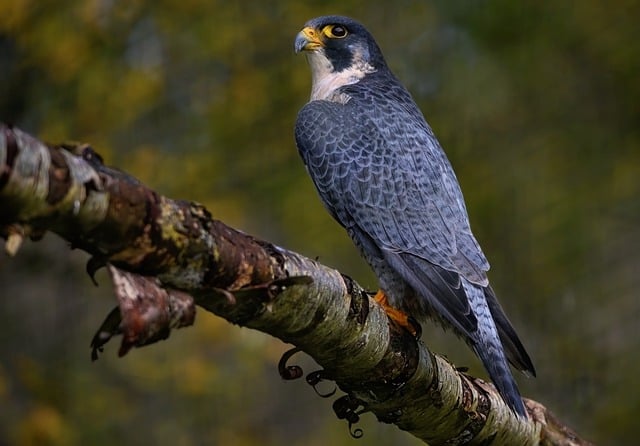 Free download peale s falcon peregrine falcon free picture to be edited with GIMP free online image editor