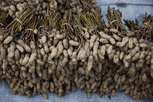 Free download peanuts market asia harvest free picture to be edited with GIMP free online image editor