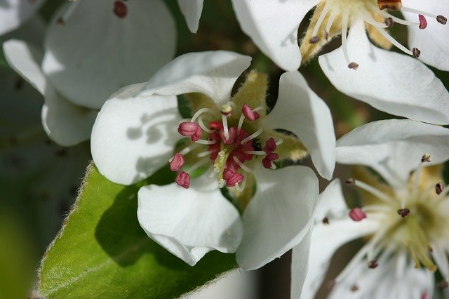 Free download Pear Blossom Bloom -  free photo or picture to be edited with GIMP online image editor