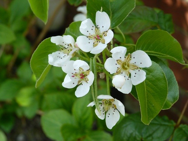 Free download Pear Blossom Flower -  free photo or picture to be edited with GIMP online image editor