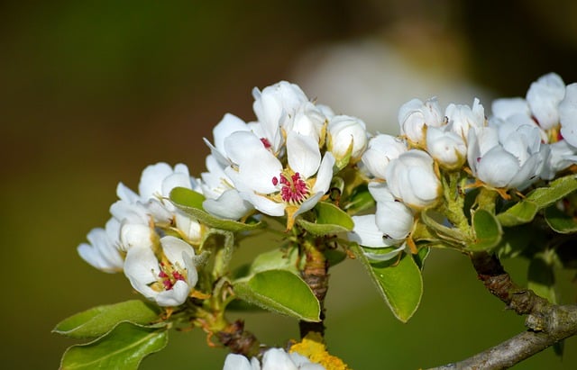 Free download pear blossom flowers white flowers free picture to be edited with GIMP free online image editor