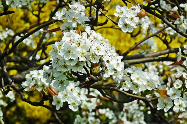 Free download pear blossoms pear flowers pear tree free picture to be edited with GIMP free online image editor